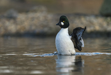 Common Goldeneye_000000899462_3