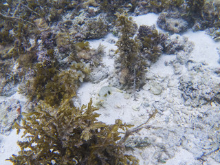 Fototapeta premium Pufferfish in tropical seashore underwater photo. Coral reef animal.