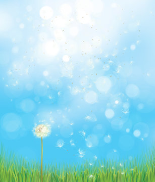 Vector spring  nature  background,  dandelion on blue sky  bokeh background.