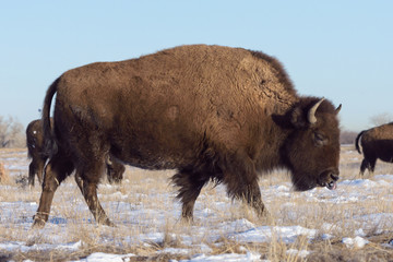American Bison Bull - Genetically Pure Specimen