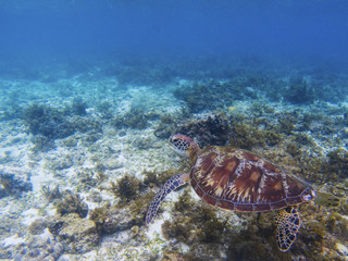 Wild sea turtle in tropical sea shore. Marine tortoise underwater photo.
