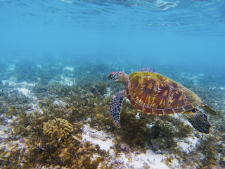 Lovely sea turtle in tropical sea shore. Marine tortoise underwater photo.