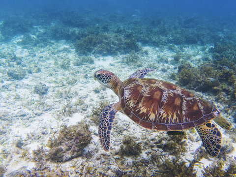 Green turtle in tropical sea shore. Marine tortoise underwater photo.