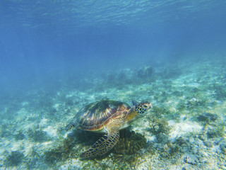 Fototapeta na wymiar Marine tortoise undersea. Green turtle in natural environment.