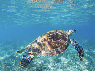 Tropical seashore underwater photo. Marine tortoise undersea.