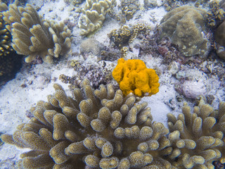 Yellow sea sponge and coral on white sand of tropical sea bottom.