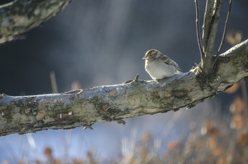 House Sparrow in Winter
