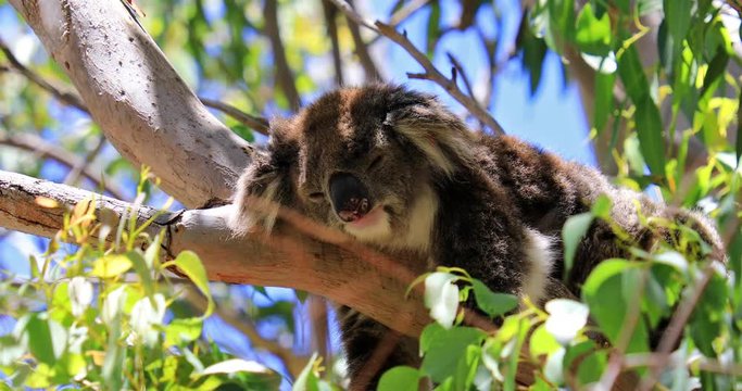 Closeup of koala, Phascolarctos cinereus, sleeping on a tree of eucalyptus. Wild Koala outdoor in the wilderness. Yanchep National Park in Western Australia.