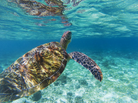 Sea turtle dives up to breathe. Coral reef animal underwater photo.