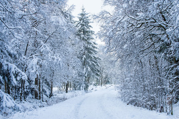 the winter forest after a snowfall