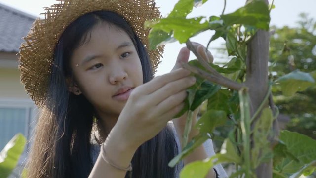 4K Pretty Asian farmer girl get rid of insect from vegetable