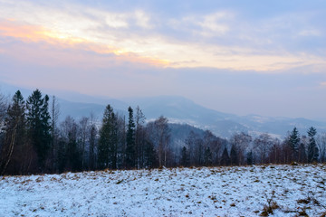 Evening in the woods in Tatras mountains. © velishchuk