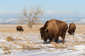 American Bison On the Plains of Colorado - Genetically Pure Specimens
