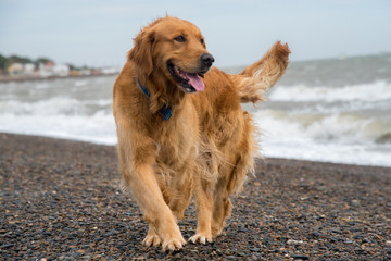  golden retriever dog poses as model on the beach while walking