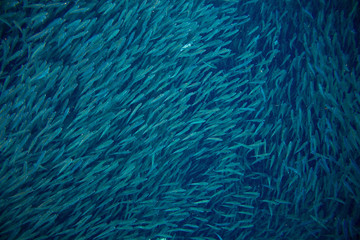 Sea sardine colony in ocean. Massive fish school undersea photo.