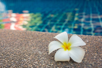 Floating frangipani flowers in the pool