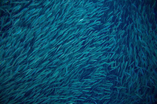 Sea sardine colony in ocean. Massive fish school undersea photo.