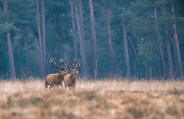 Three red deer stag running in high yellow grass. Pine forest on horizon.