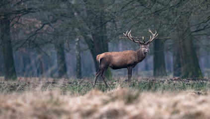 Red deer stag standing in field at edge of forest.