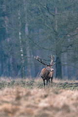 Solitary red deer stag in forest meadow.