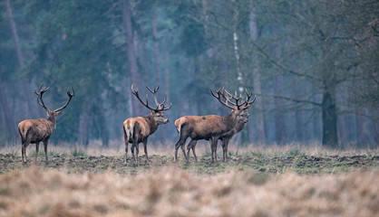 Naklejka na ściany i meble Group of red deer stag in forest meadow standing together.
