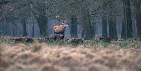 Solitary red deer stag and group of wild boars in field in forest.