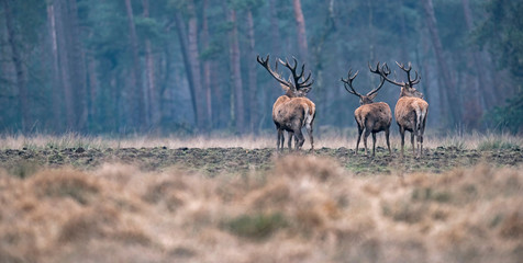 Group of red deer stag in field at edge of pine forest. Rear view.