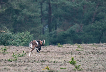Male mouflon with horns walking field near forest. Rear view.