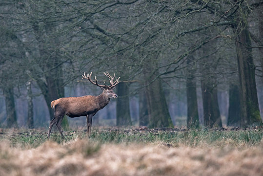 Red deer stag standing in field at edge of forest.