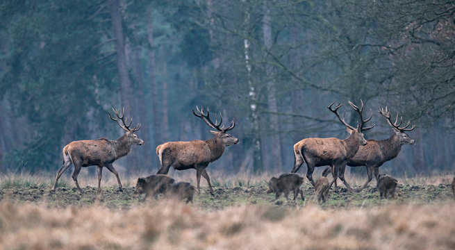 Group of red deer stag and wild boar in forest meadow.