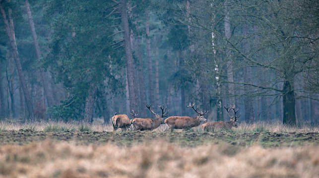 Fototapeta Group of red deer stag in field walking into forest. Side view.