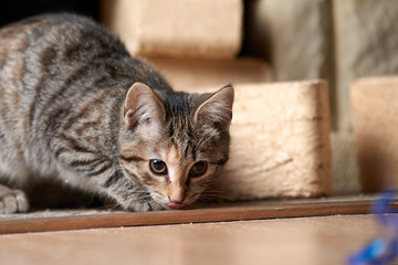Kitten with protruding tounge is hunting on a blue ribbon.