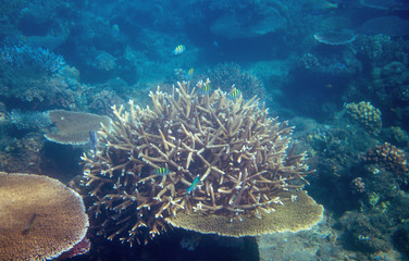 Coral fish in tropical seashore underwater photo. Coral reef animal.