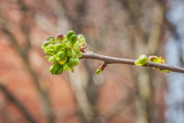 Cherry branch with flower buds and the first spring leaves