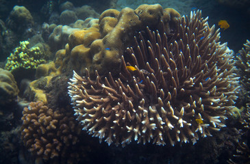 Yellow fish in tropical seashore underwater photo. Coral reef animal.