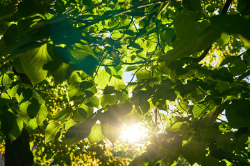 The sun's rays shine through the green foliage of the trees.