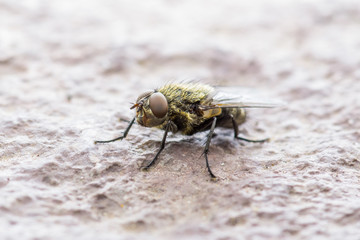 Diptera Meat Fly Insect On Rock