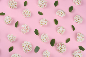 frame of spring white flowers on pink background. Flat lay, top view.