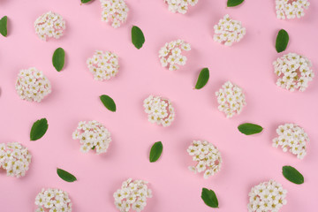 frame of spring white flowers on pink background. Flat lay, top view.
