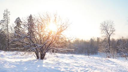 Sunny winter landscape.