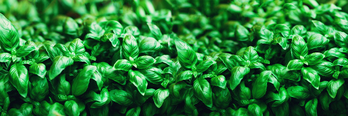 Obraz premium Fresh basil background. Green banner. Food and clean eating concept. Copy space
