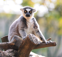 Portrait of lemur sitting on twig