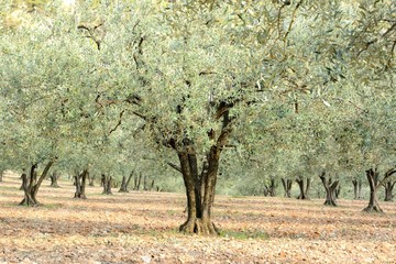 Field of aligned oliviers, with a olivier in the middle. Clay soil with light and shadow stripes. Summer in Provence in France