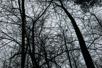 Silhouettes of trees in an autumn forest.