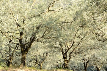 Fototapeta premium Sloping oliviers field, sunny, elegant, earthy ground and green herbs. Summer in Provence in France