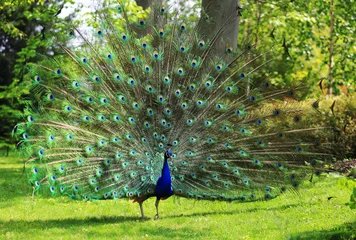 Crédence de cuisine en verre imprimé Paon Colorful peacock with huge open tail