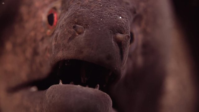 Yellow-edged moray eel (Gymnothorax flavimarginatus) is looking ionto the camera, WAKATOBI, Indonesia, slow motion