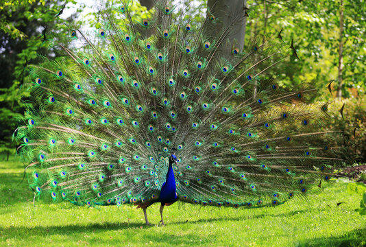 Fototapeta Colorful peacock with huge open tail