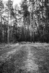Old road in the pine forest in autumn time. Monochrome photo.