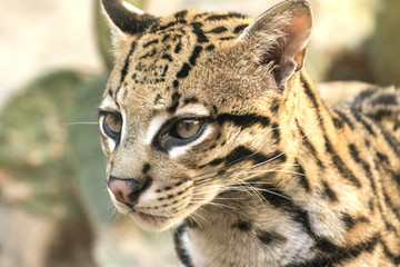 Oceleot